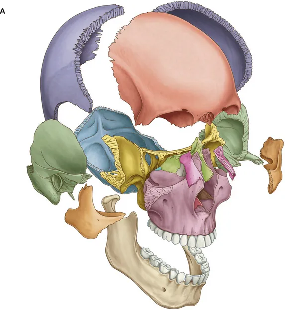 Anatomie tête et cou 